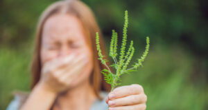Эффективное решение для борьбы с аллергией на амброзию