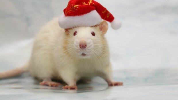 2020 — год какого животного?