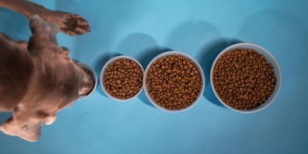 Сухие корма для собак: как выбрать лучший вариант для вашего питомца?