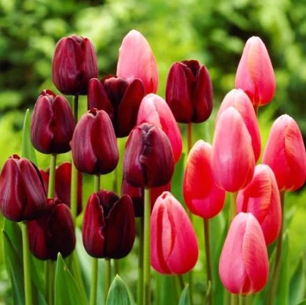 Як виростити красиві тюльпани із цибулин