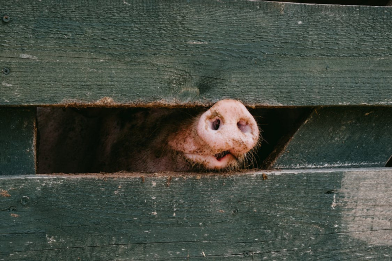 Свинья во сне: значение сна по соннику