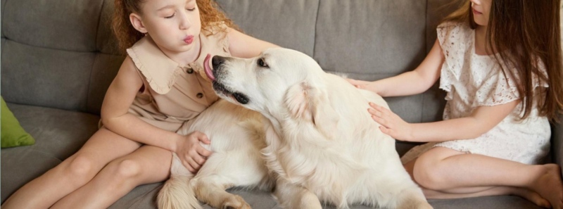 Алергія на укуси бліх: причини, ознаки та способи боротьби