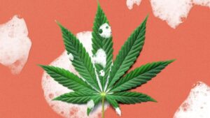 Преимущества бытовой химии на основе конопли, какие виды этого сырья используются