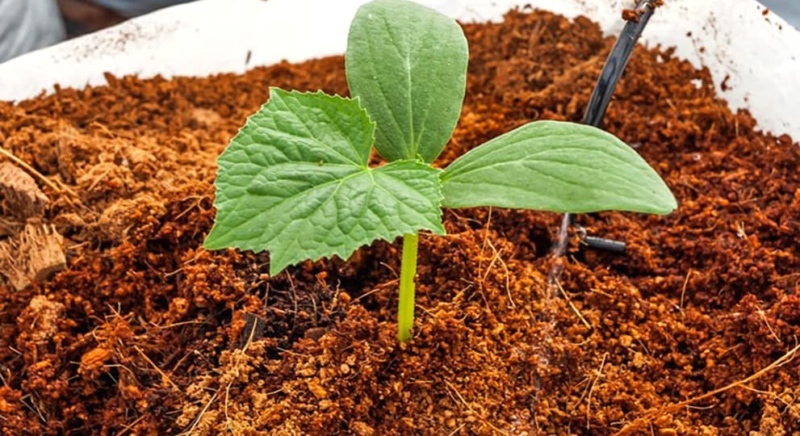 Секрет успешного выращивания: почему садоводы выбирают кокосовый субстрат?