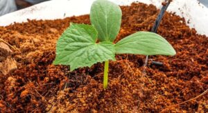 Секрет успешного выращивания: почему садоводы выбирают кокосовый субстрат?