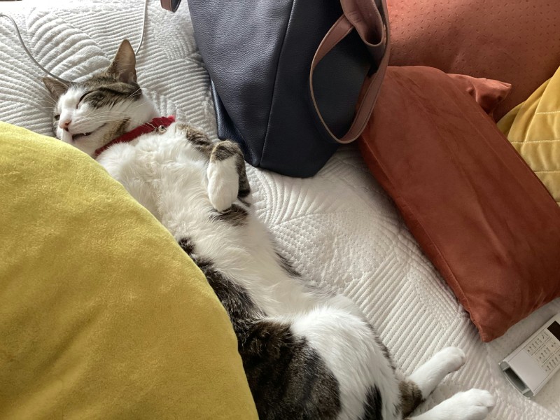 Кот с красным ошейником спит на спине между подушками на белом покрывале.