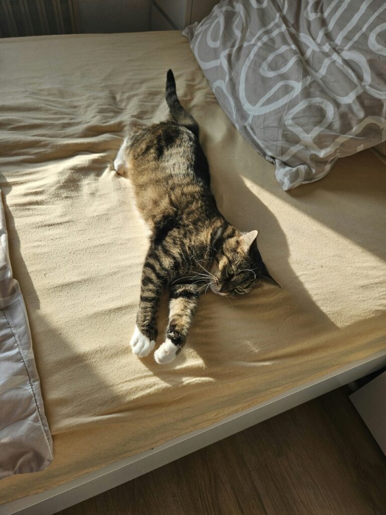 Домашний кот растянулся на кровати в солнечном свете рядом с подушкой.