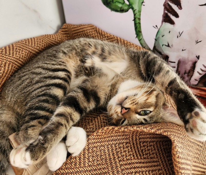 Кот с белыми лапками лежит на спине на коричневой ткани и смотрит в камеру с вытянутыми лапами.