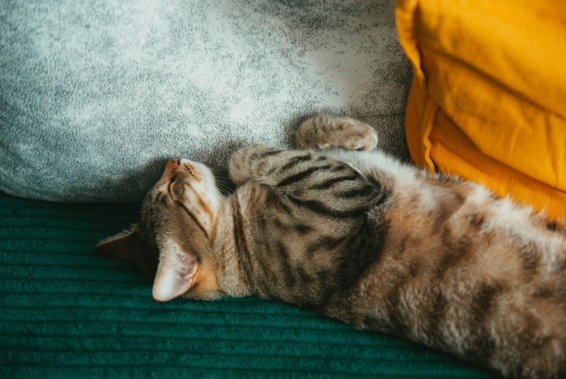 Полосатый кот спит на спине на диване между серой подушкой и жёлтым пледом.