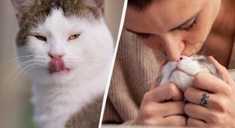 Почему кошка лижет человека и что это значит