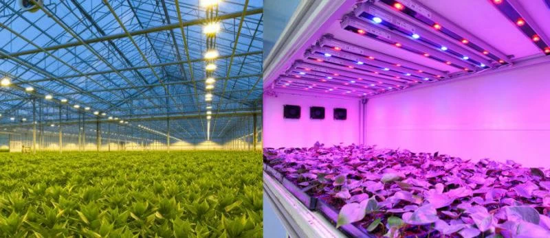 Как правильно пользоваться фитолампой для растений: пошаговая инструкция