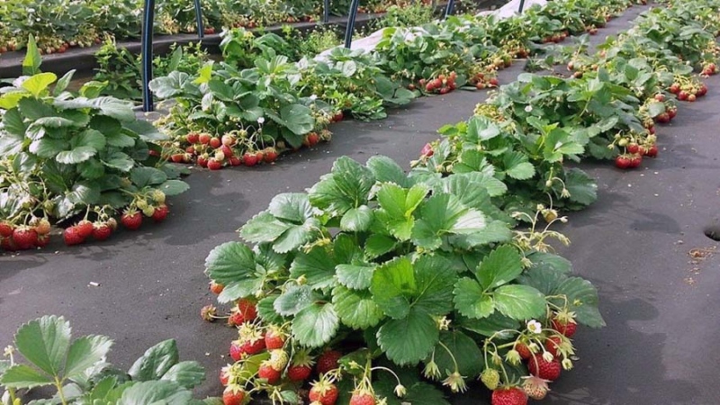 Как правильно выращивать клубнику под агроволокном: от посадки до полива
